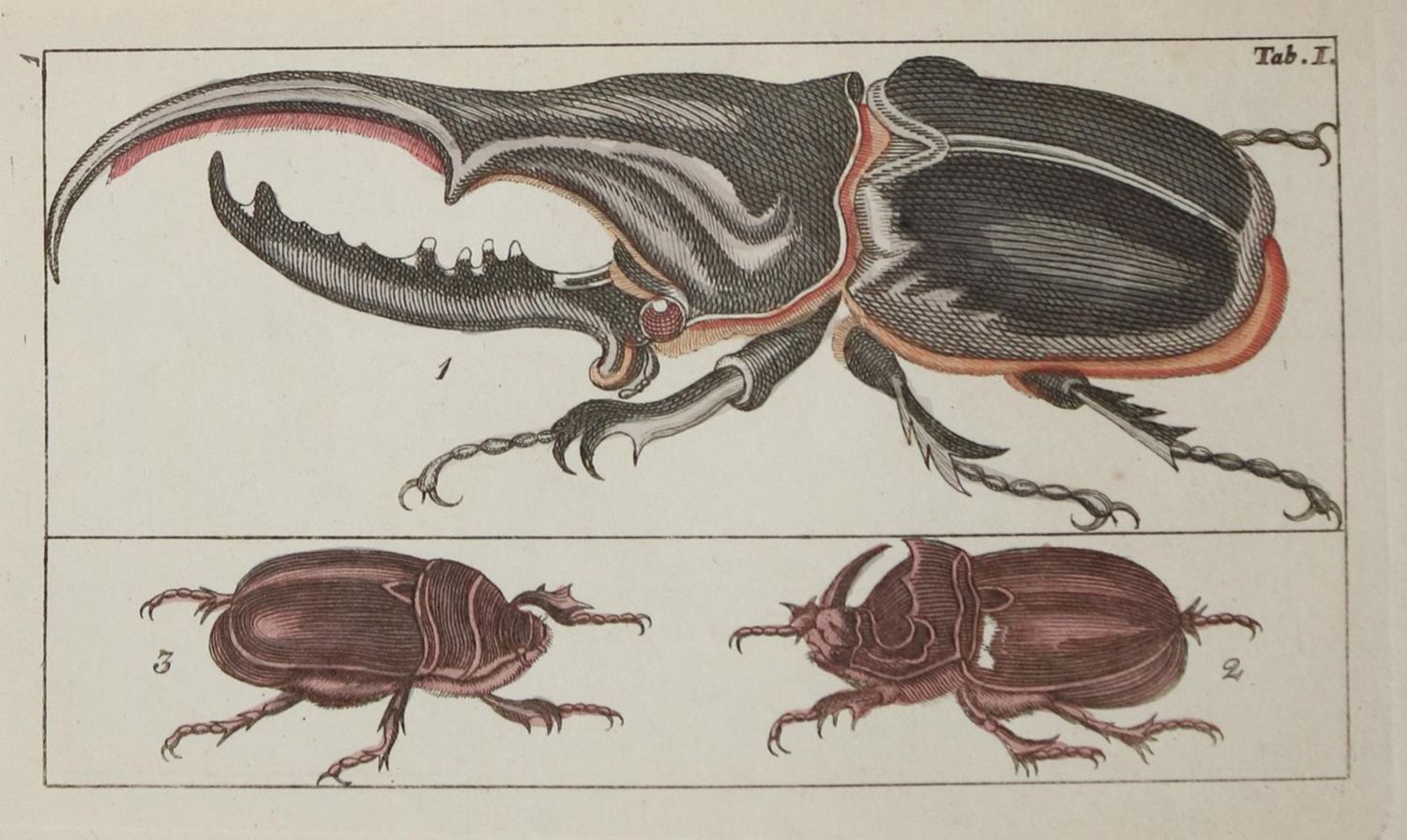 Große Abbildung Nr.1: 130-1914 Wilhelm, G.T.: (Zoologie, Insekten)
