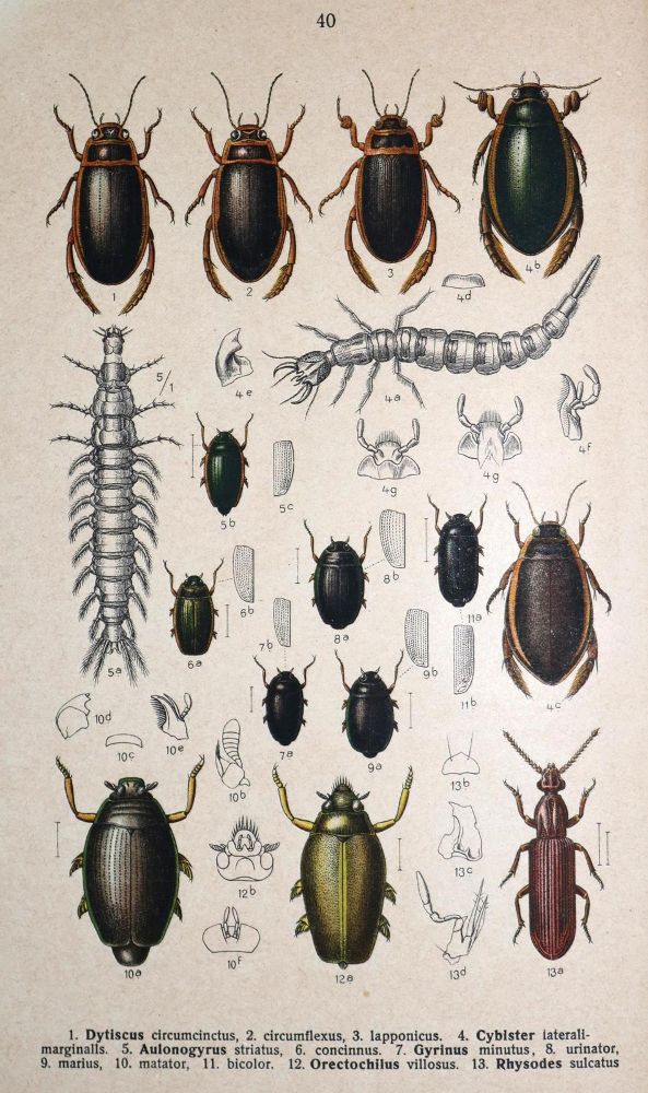 Große Abbildung Nr.1: 130-1915 Reitter,E.: (Zoologie, Käfer)