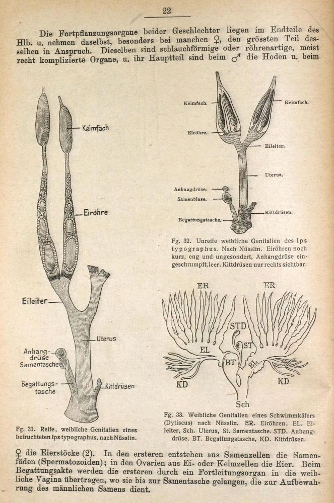 Große Abbildung Nr.2: 130-1915 Reitter,E.: (Zoologie, Käfer)
