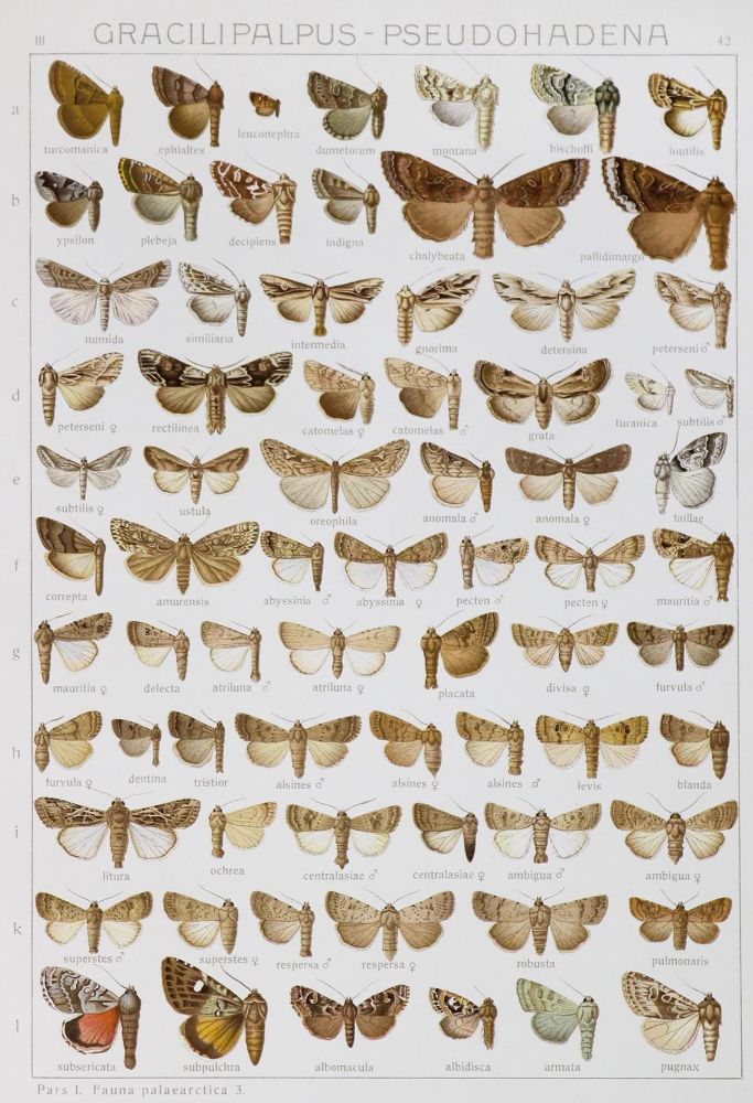 Große Abbildung Nr.1: 130-1922 Seitz,A.: (Zoologie, Schmetterlinge)