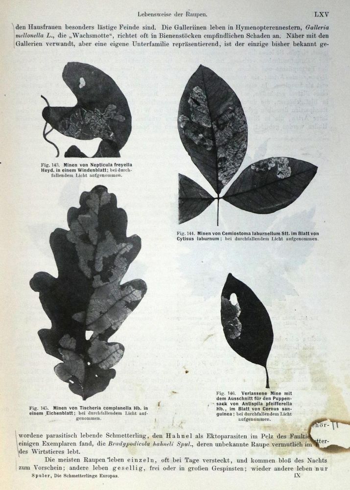 Große Abbildung Nr.1: 130-1923 Spuler,A.: (Zoologie, Schmetterlinge)