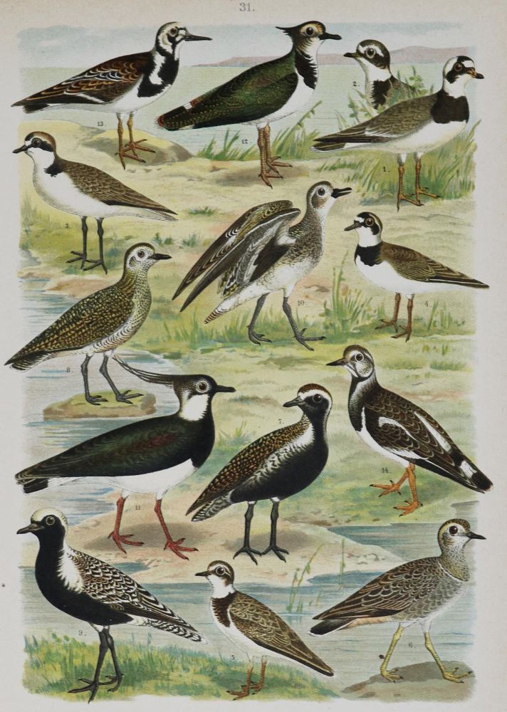 Große Abbildung Nr.3: 130-1924 Arnold, F.: (Zoologie, Vögel)