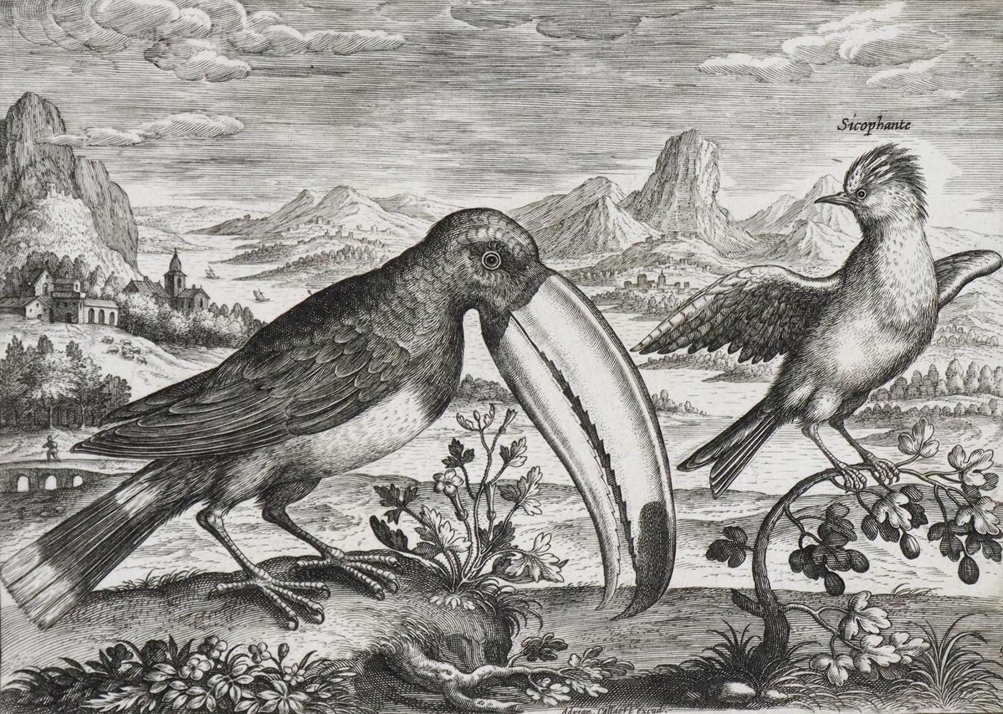 Große Abbildung Nr.2: 130-1926 Collaert, A.: (Zoologie, Vögel)