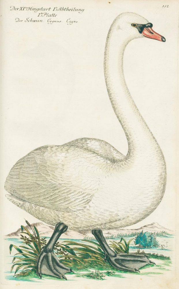 Große Abbildung Nr.5: 130-1927 Frisch,J.L.: (Zoologie, Vögel)