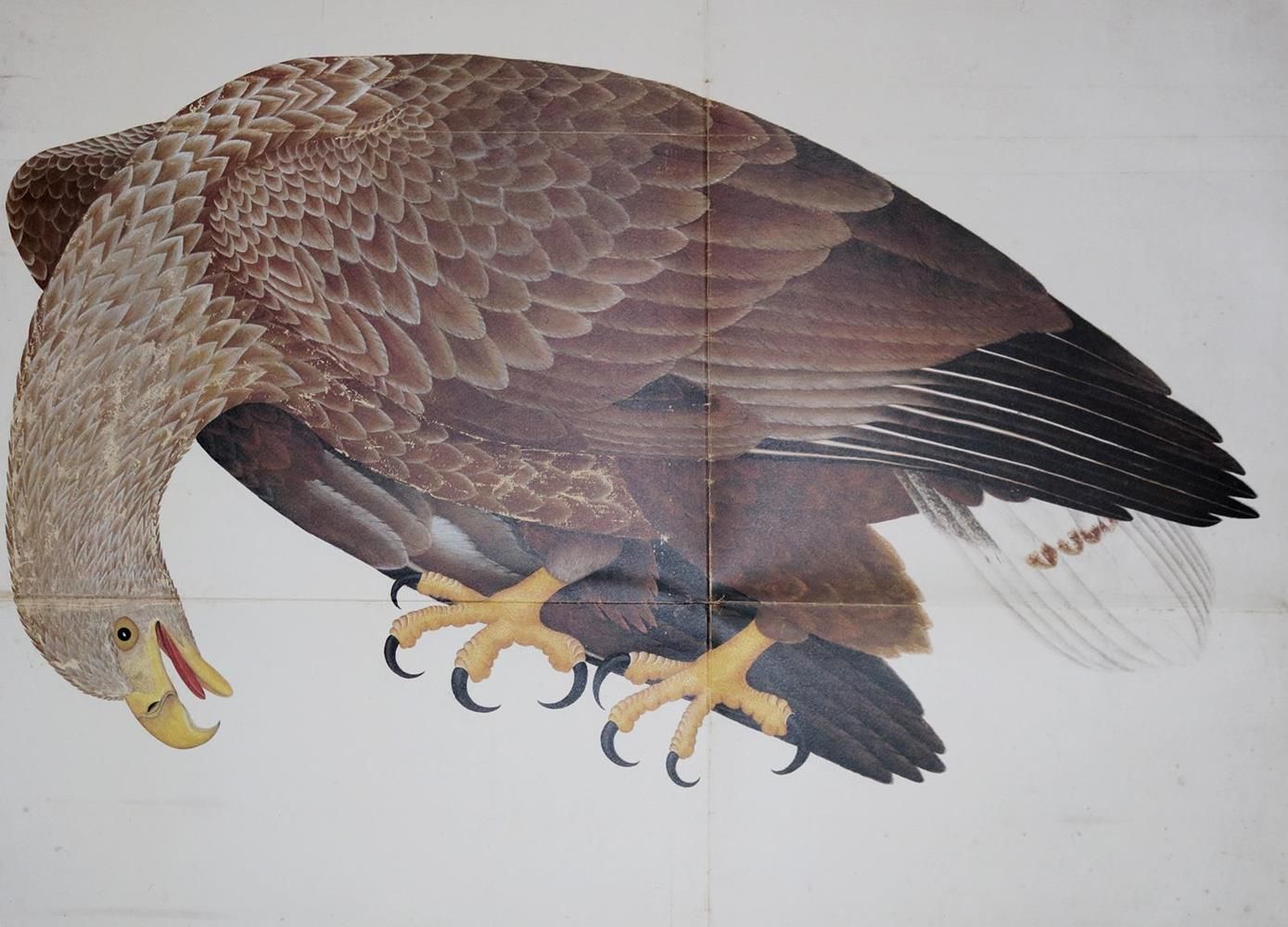Große Abbildung Nr.1: 130-1928 Rudbeck,O.: (Zoologie, Vögel)