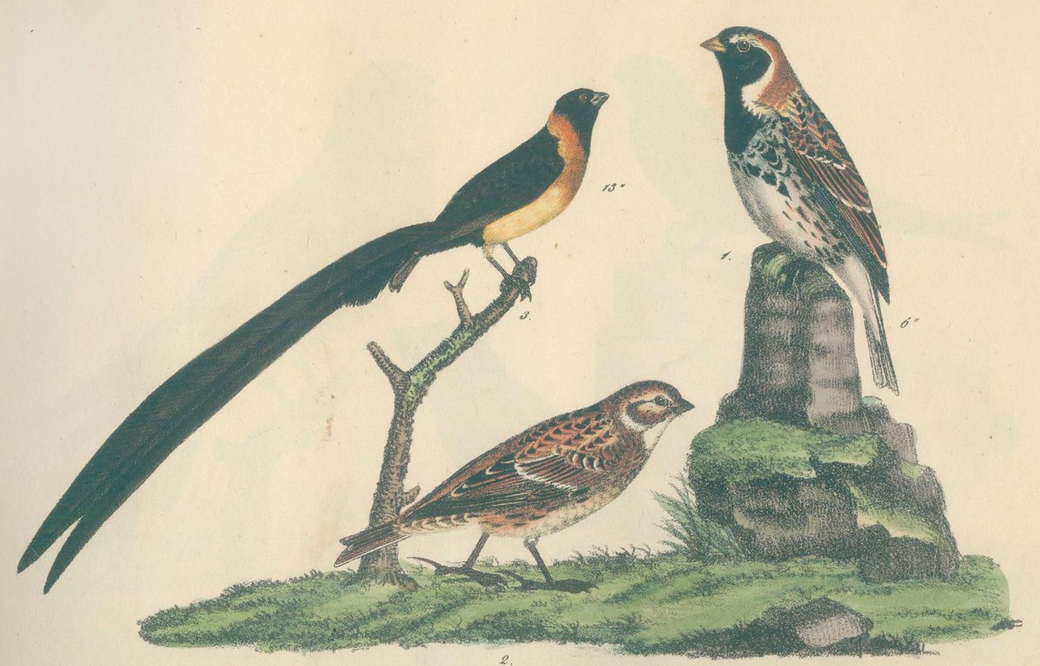 Große Abbildung Nr.3: 130-1930 Strack,F.: (Zoologie, Vögel)