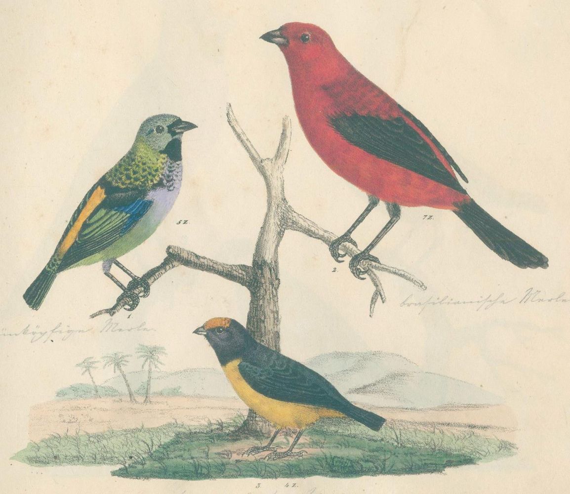 Große Abbildung Nr.4: 130-1930 Strack,F.: (Zoologie, Vögel)