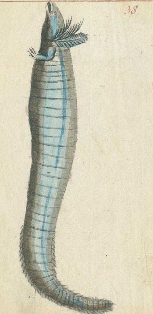 Große Abbildung Nr.6: 130-1932 Zoologie.: (Zoologie)
