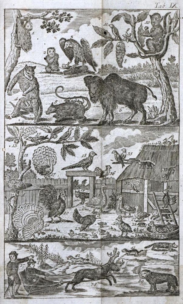 Große Abbildung Nr.4: 130-2026 (Scheibel,J.E.).: (Verschiedene Gebiete - Varia)