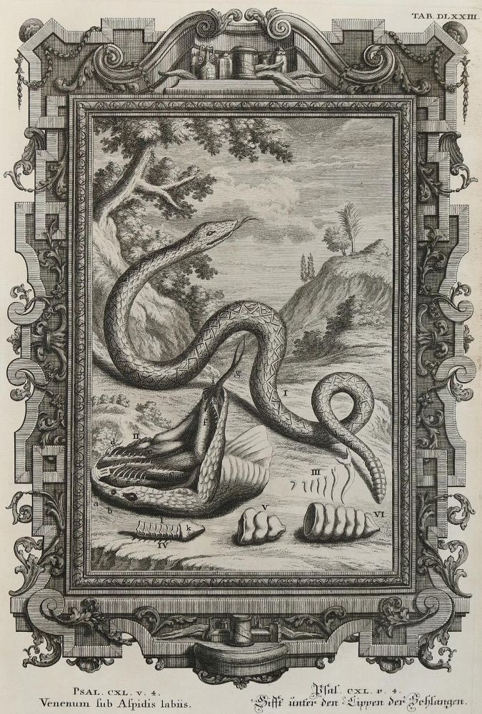 Große Abbildung Nr.2: 130-2027 Scheuchzer,J.J.: (Verschiedene Gebiete - Varia)