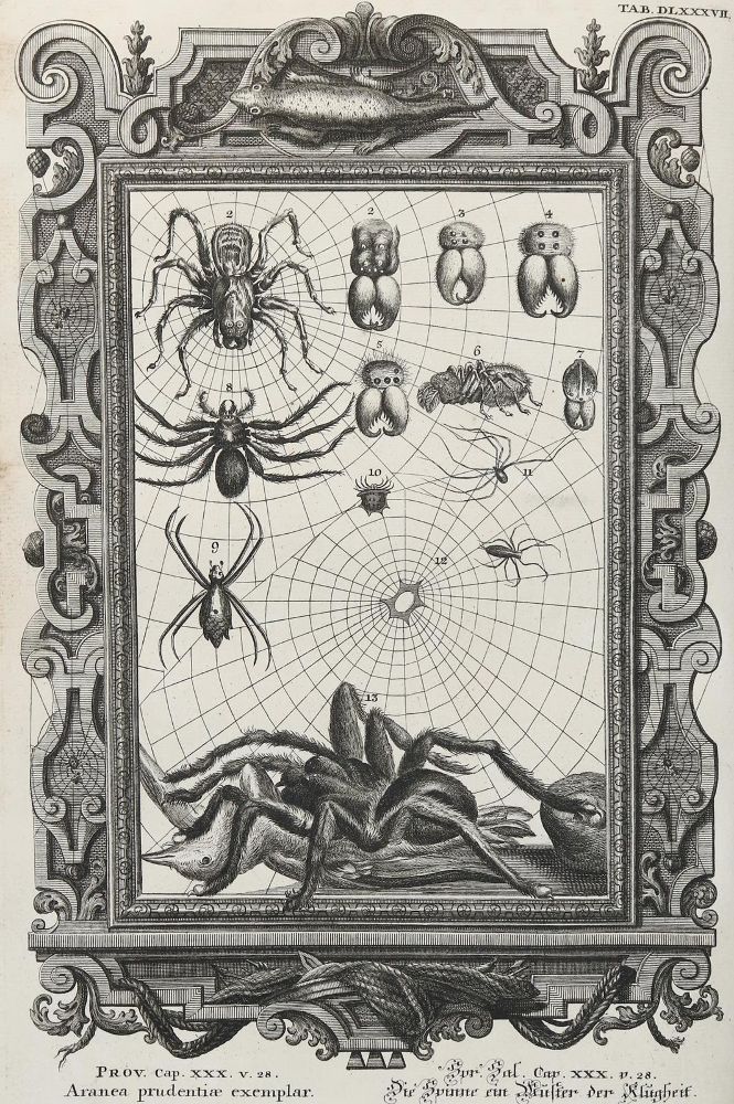 Große Abbildung Nr.3: 130-2027 Scheuchzer,J.J.: (Verschiedene Gebiete - Varia)