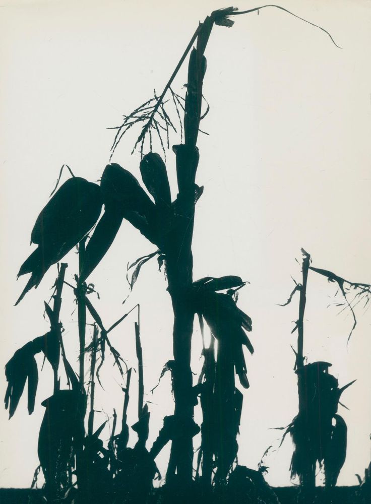 Große Abbildung Nr.1: 130-2832 Clergue, Lucien: (Photographie)