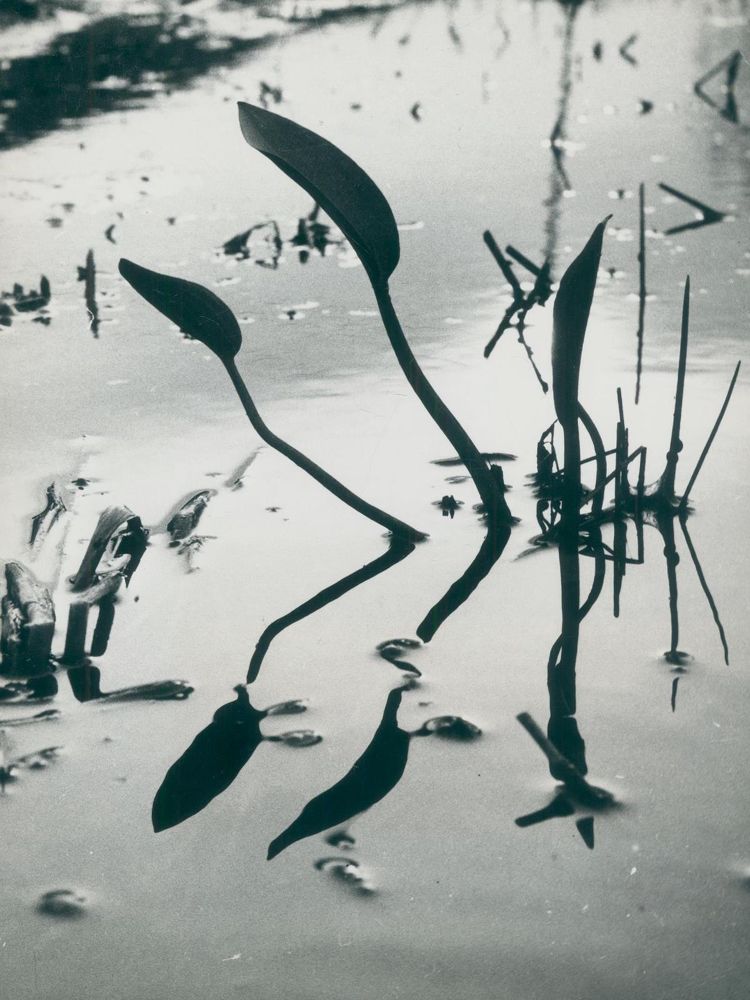 Große Abbildung Nr.1: 130-2833 Clergue, Lucien: (Photographie)