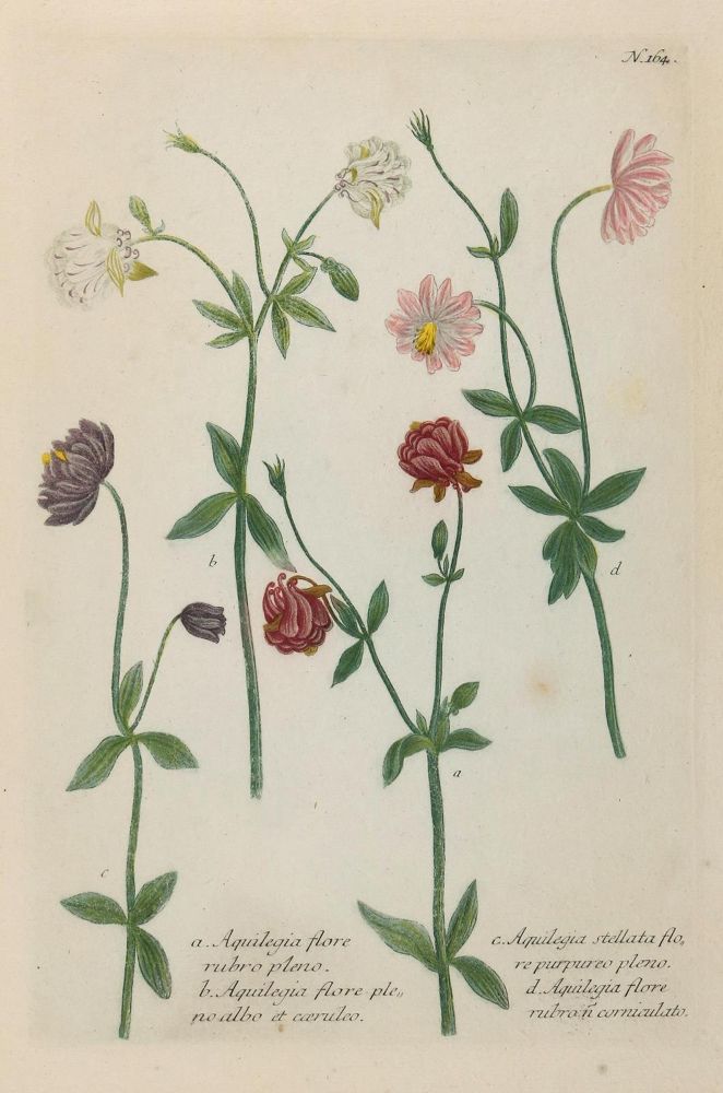 Große Abbildung Nr.5: 130-2898 Sammlung: (Varia, Botanik)