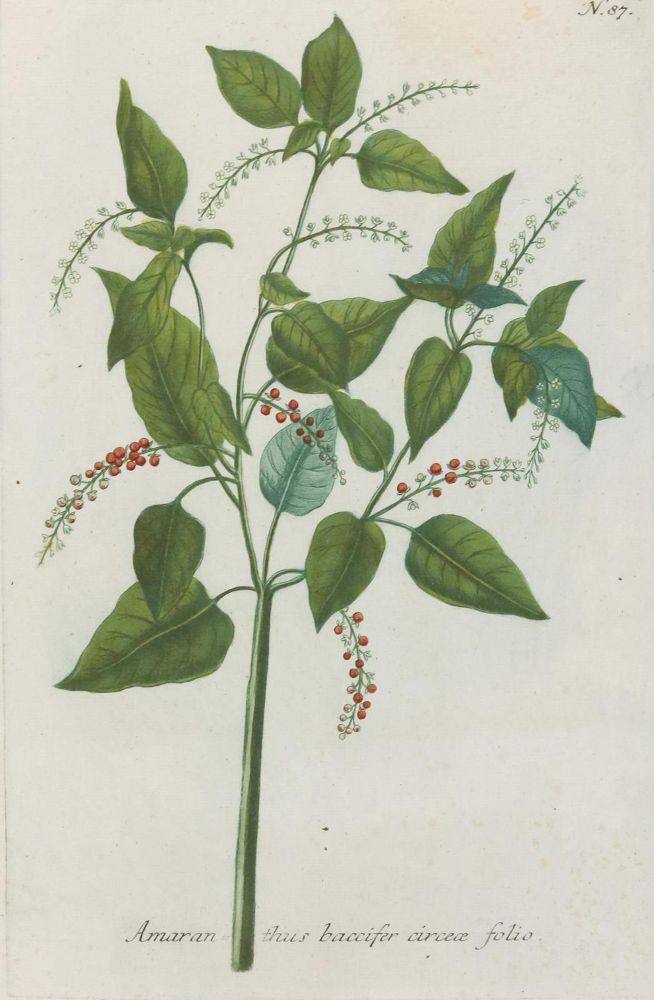Große Abbildung Nr.6: 130-2898 Sammlung: (Varia, Botanik)