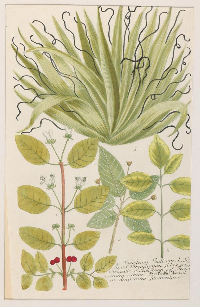 Große Abbildung Nr.9: 130-2898 Sammlung: (Varia, Botanik)