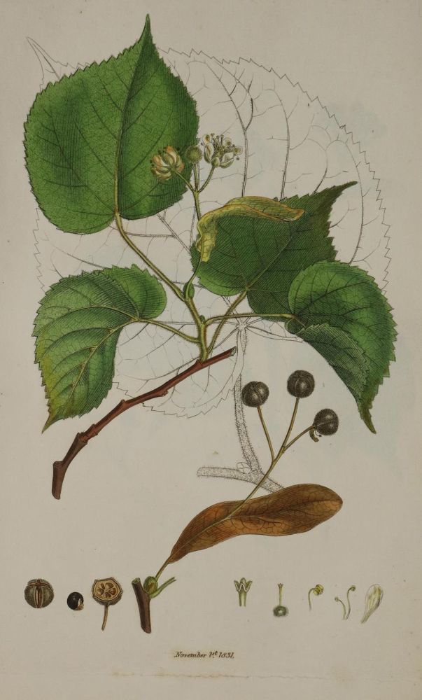 Große Abbildung Nr.1: 130-2899 Sammlung: (Varia, Botanik)