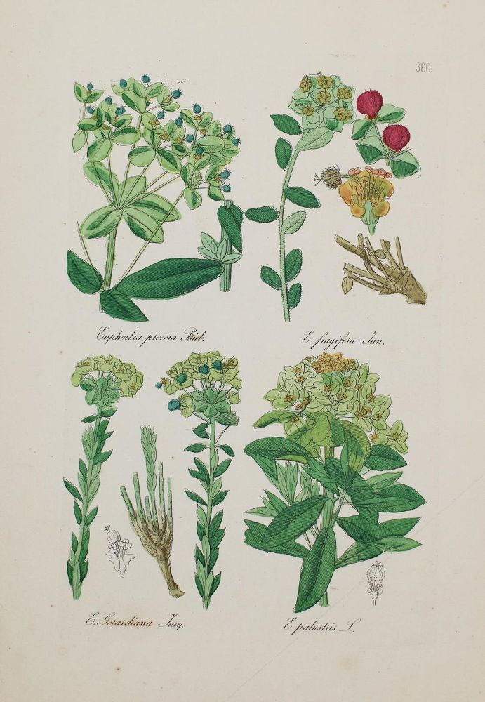 Große Abbildung Nr.1: 130-2900 Sammlung: (Varia, Botanik)