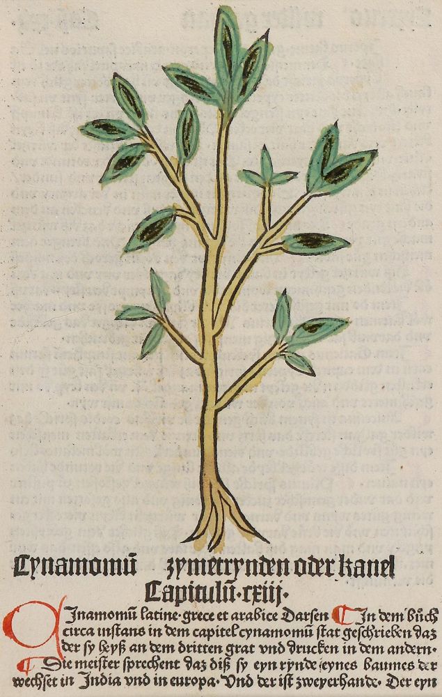 Große Abbildung Nr.1: 130-2902 Sammlung: (Varia, Botanik)