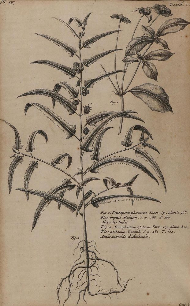 Große Abbildung Nr.3: 130-2902 Sammlung: (Varia, Botanik)