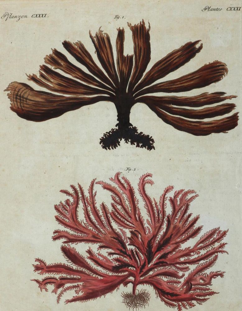 Große Abbildung Nr.7: 130-2902 Sammlung: (Varia, Botanik)