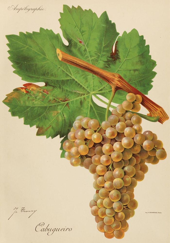 Große Abbildung Nr.1: 130-2903 Weinreben.: (Varia, Botanik)