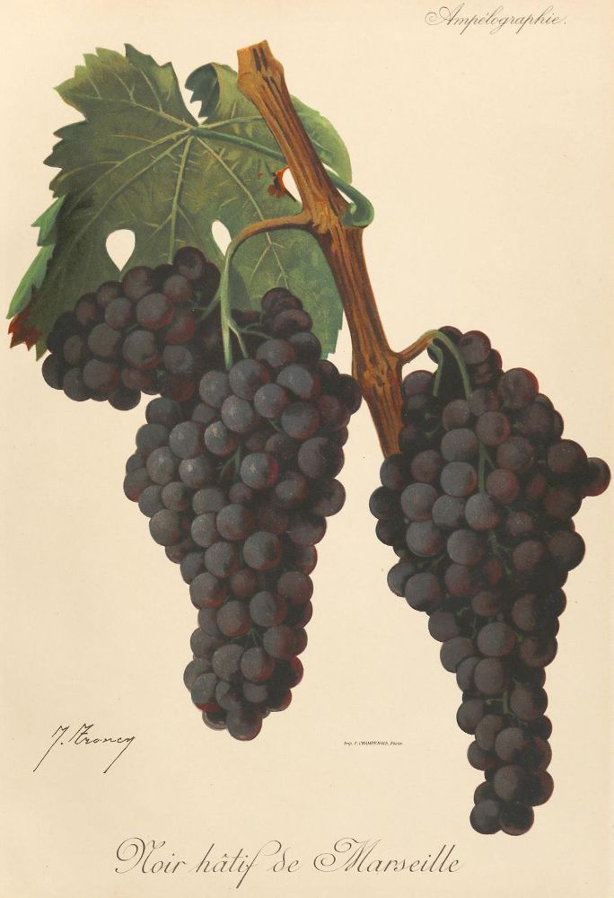 Große Abbildung Nr.2: 130-2903 Weinreben.: (Varia, Botanik)