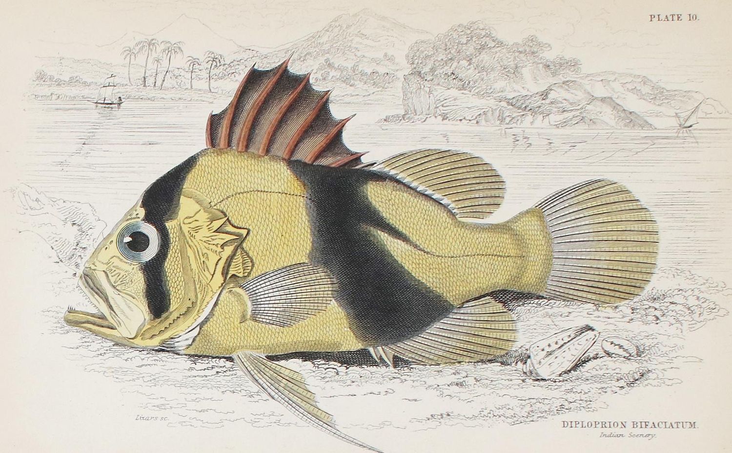 Große Abbildung Nr.1: 130-3013 Sammlung: (Varia, Zoologie, Fische)