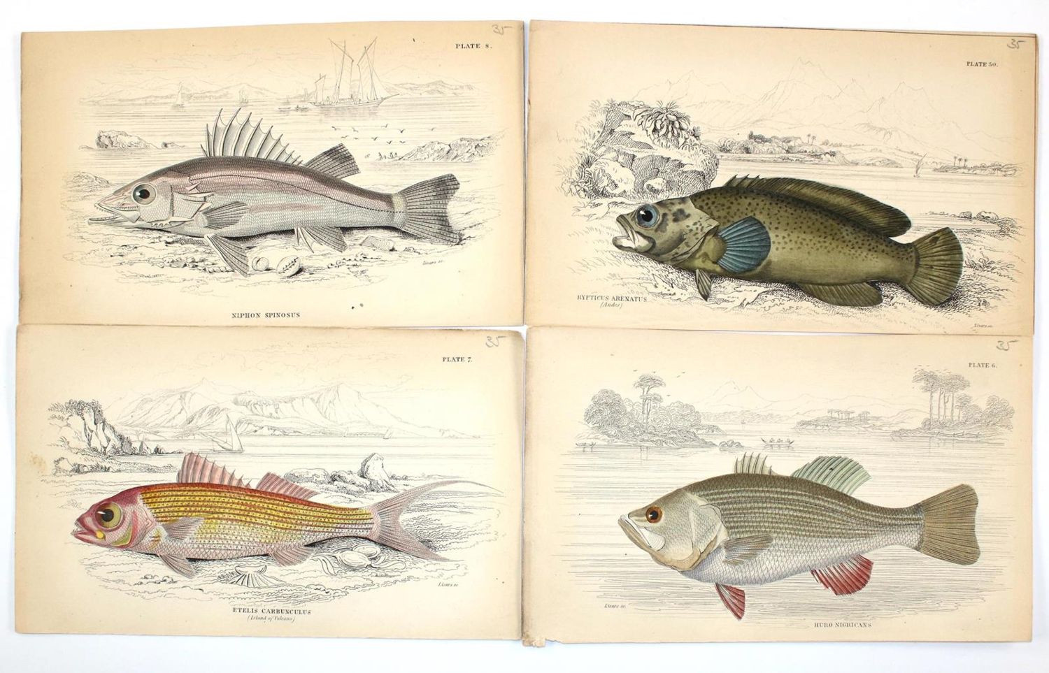 Große Abbildung Nr.2: 130-3013 Sammlung: (Varia, Zoologie, Fische)