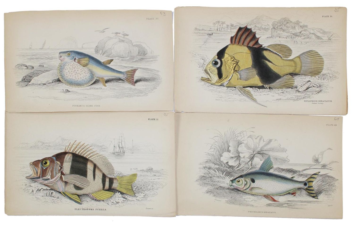 Große Abbildung Nr.3: 130-3013 Sammlung: (Varia, Zoologie, Fische)