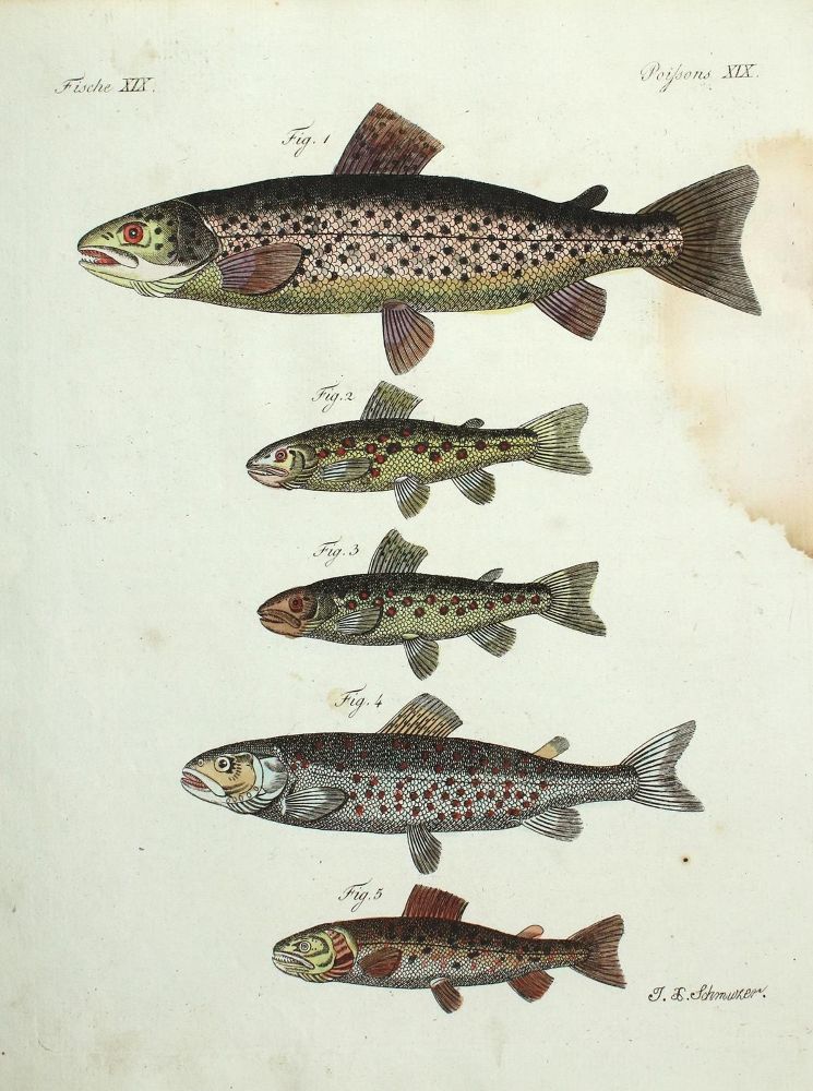 Große Abbildung Nr.1: 130-3014 Sammlung: (Varia, Zoologie, Fische)
