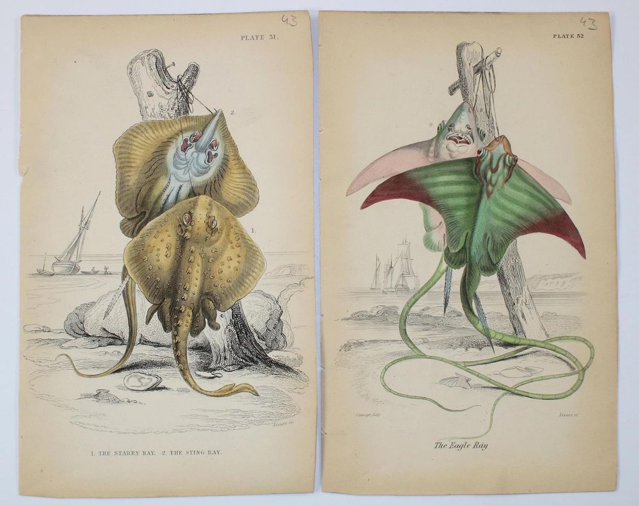 Große Abbildung Nr.2: 130-3014 Sammlung: (Varia, Zoologie, Fische)