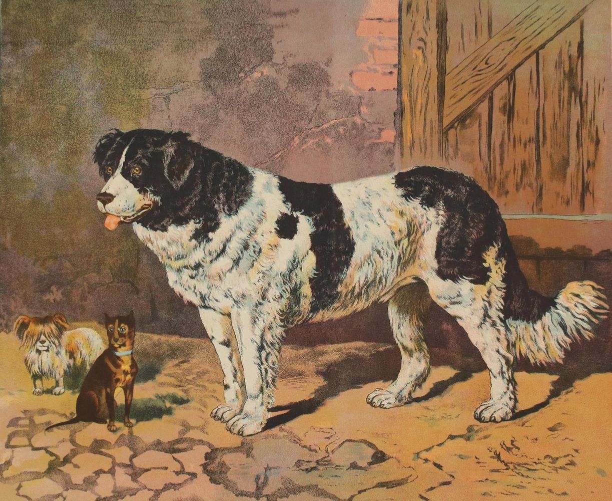 Große Abbildung Nr.1: 130-3015 Hunde.: (Varia, Zoologie)