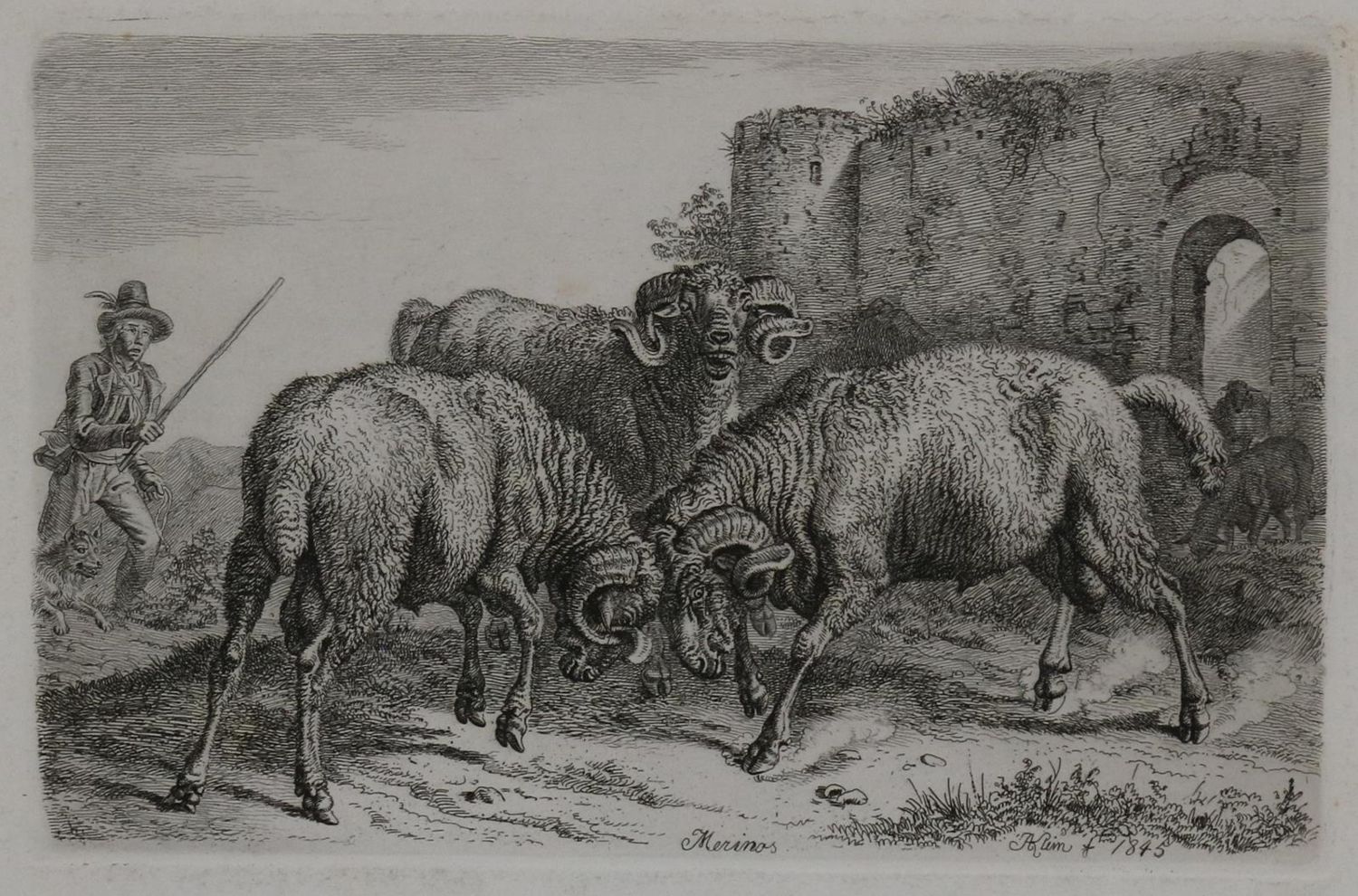 Große Abbildung Nr.3: 130-3016 Konvolut: (Varia, Zoologie)