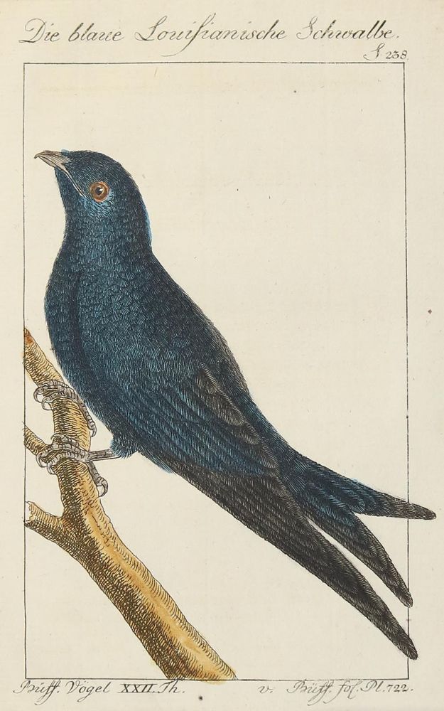 Große Abbildung Nr.1: 130-3017 Sammlung von: (Varia, Zoologie)