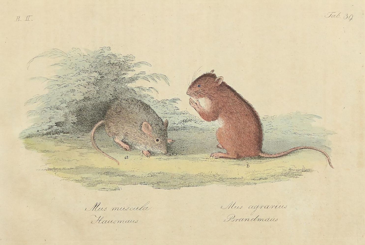 Große Abbildung Nr.2: 130-3017 Sammlung von: (Varia, Zoologie)