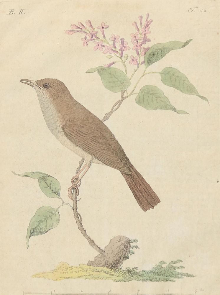 Große Abbildung Nr.3: 130-3017 Sammlung von: (Varia, Zoologie)