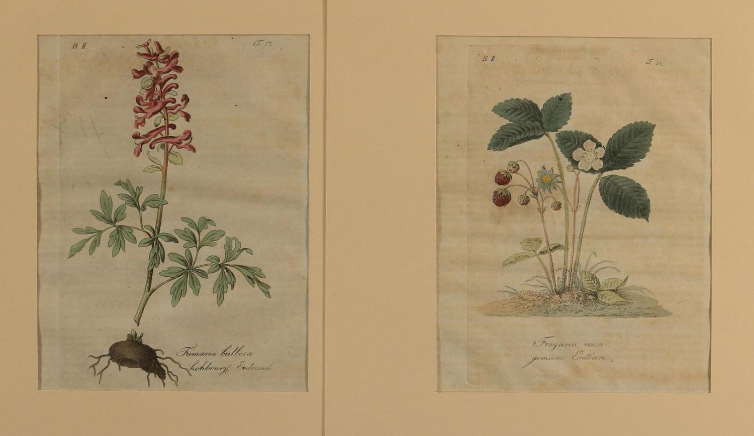 Große Abbildung Nr.5: 130-3017 Sammlung von: (Varia, Zoologie)