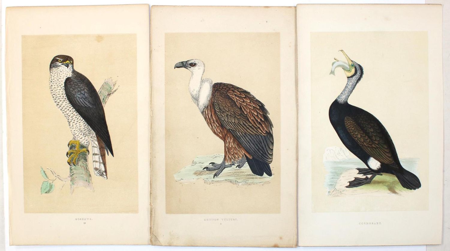 Große Abbildung Nr.2: 130-3019 Sammlung: (Varia, Zoologie, Vögel)