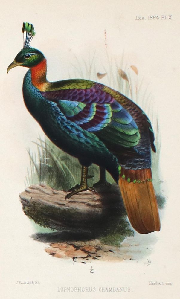 Große Abbildung Nr.1: 130-3020 Sammlung: (Varia, Zoologie, Vögel)