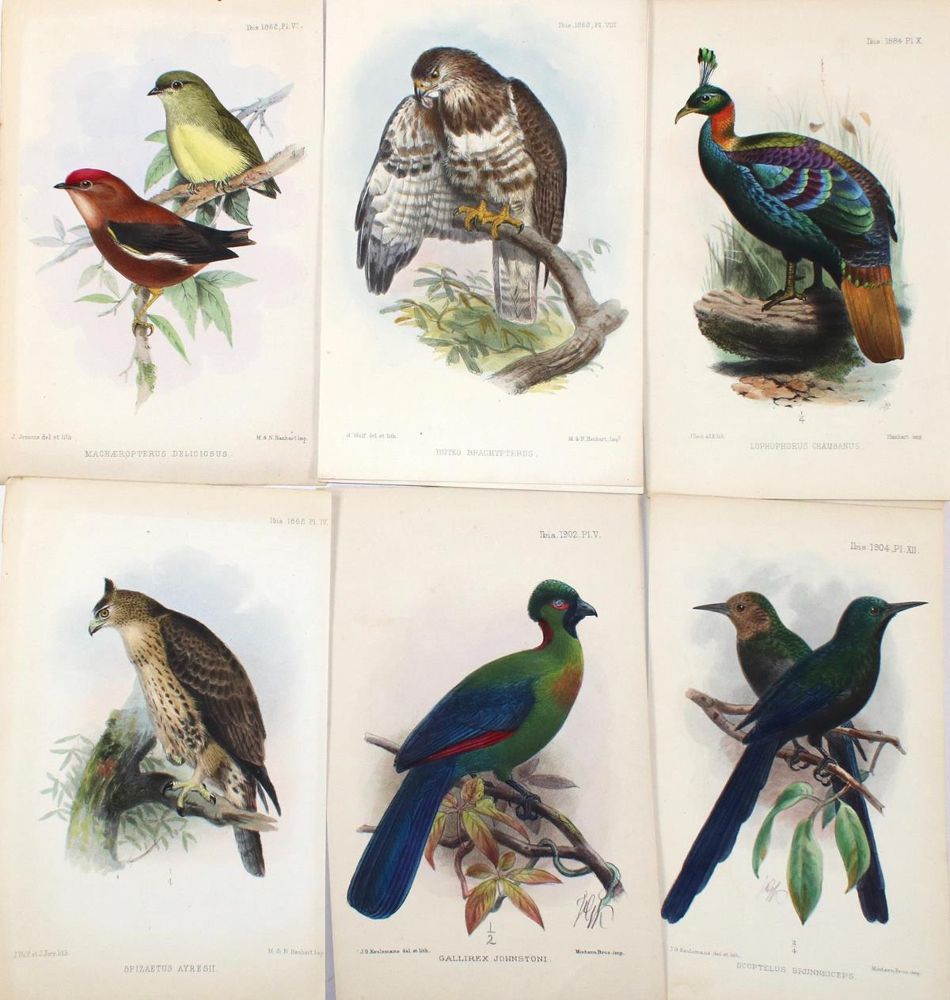 Große Abbildung Nr.2: 130-3020 Sammlung: (Varia, Zoologie, Vögel)