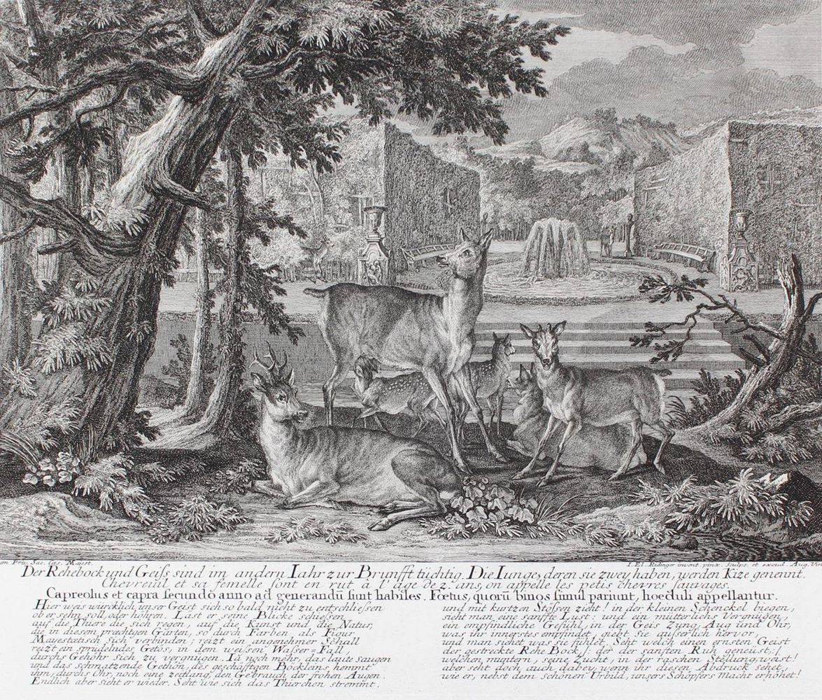 Große Abbildung Nr.1: 130-629 Rotwild/Rotwildjagd.: (Jagd, Ridinger)