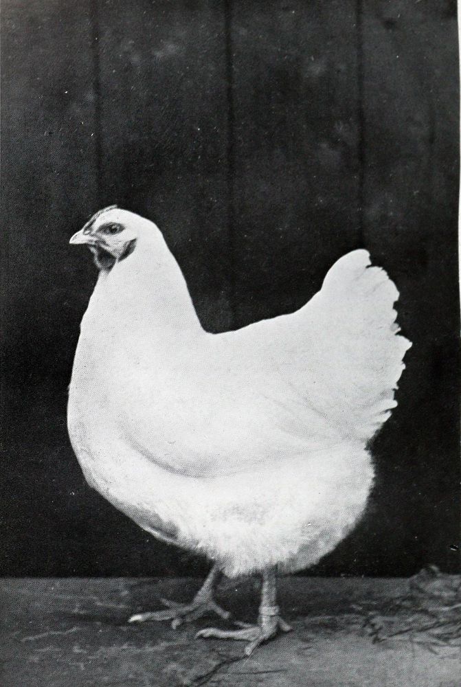 Große Abbildung Nr.21: 130-665 Konvolut: (Land- und Forstwirtschaft, Tierhaltung, Geflügel)