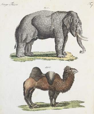 Bild Nr.1: 130-1020 Bertuch,(F.J.J.).: (Kinder- und Jugendbücher)