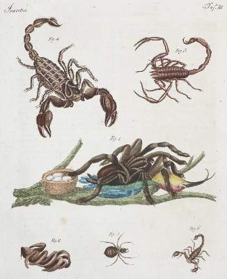 Bild Nr.4: 130-1020 Bertuch,(F.J.J.).: (Kinder- und Jugendbücher)