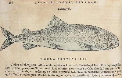 Bild Nr.1: 130-152 Belon,P.: (Fische)