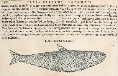Bild Nr.2: 130-152 Belon,P.: (Fische)