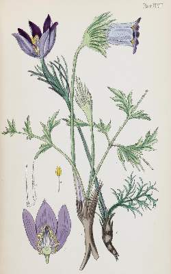 Bild Nr.1: 130-1677 Hamilton,E.: (Botanik, Homöopathie)