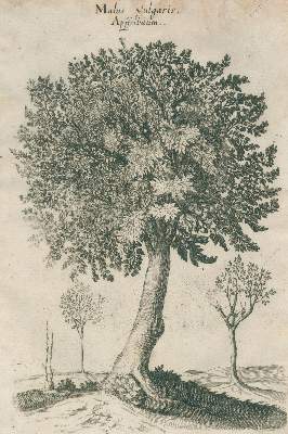 Bild Nr.1: 130-1679 Johnston,J.: (Botanik)