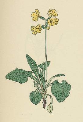 Bild Nr.1: 130-1680 Koch,R.: (Botanik)
